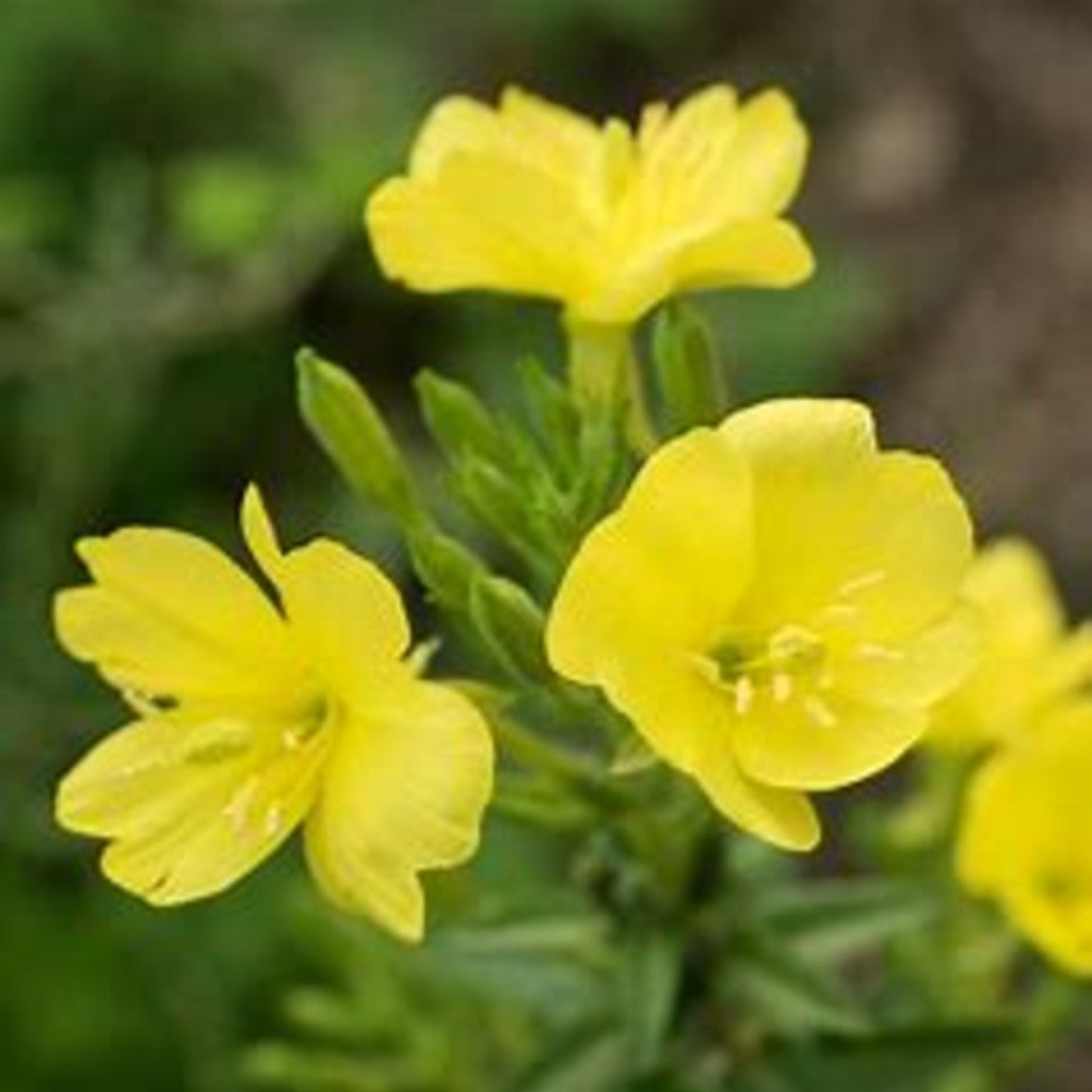 Common evening primrose live plant by Steep Hill Garden, showing vibrant yellow flowers and lush green foliage for zones 3-11.