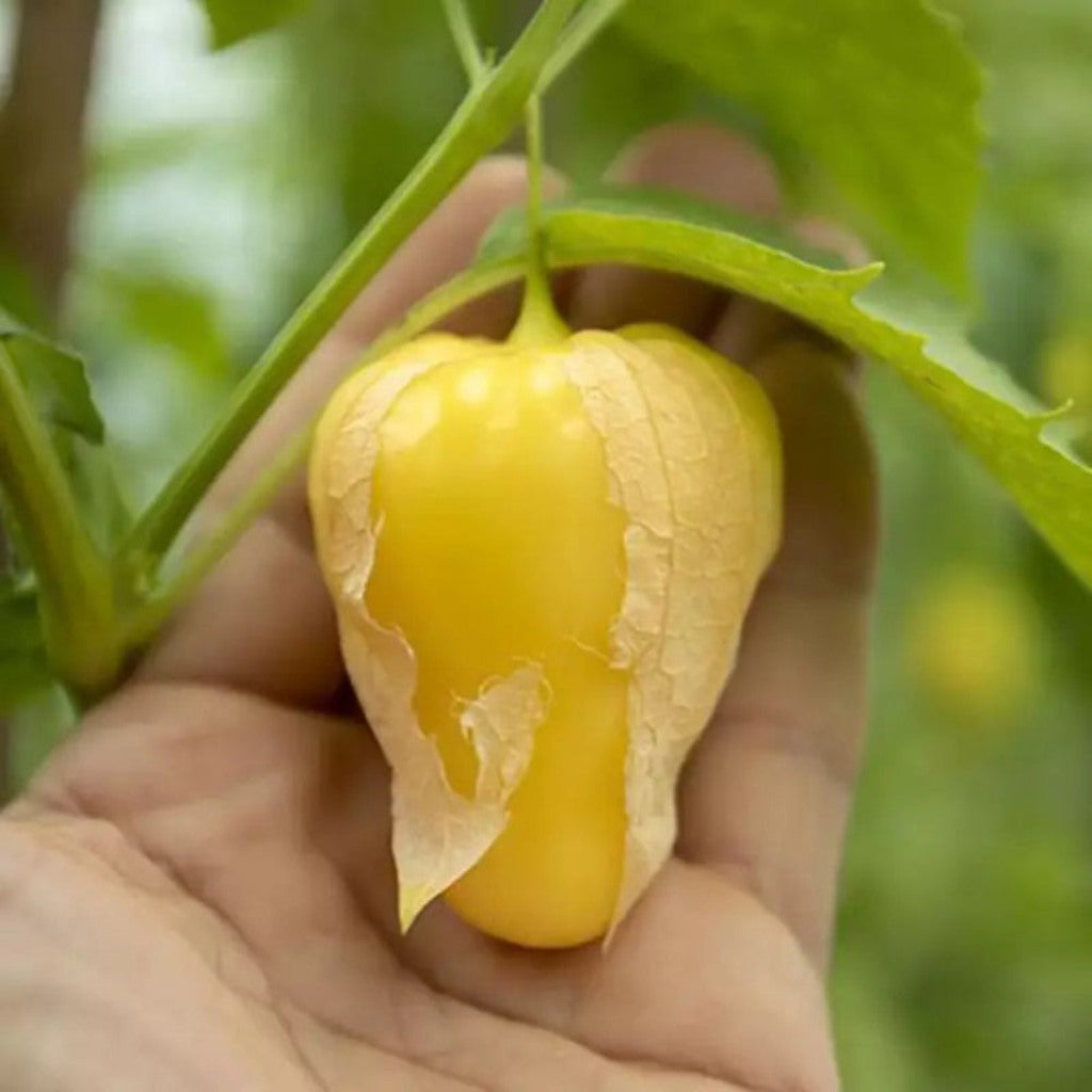 Chupon de Malinalco Tomatillo Seeds – 25 Seeds, Heirloom Mexican Variety, Salsa & Fresh Eating