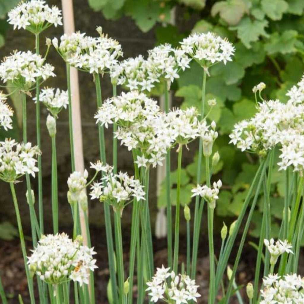 Garlic chive seeds from Steep Hill Garden, Allium tuberosum, perennial edible herb, about 250 seeds for zones 3-9.