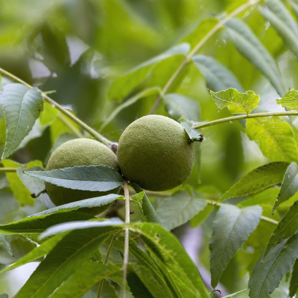 Set of three organic black walnuts in hulls from Steep Hill Garden, natural materials for ritual baths, shown in close-up.