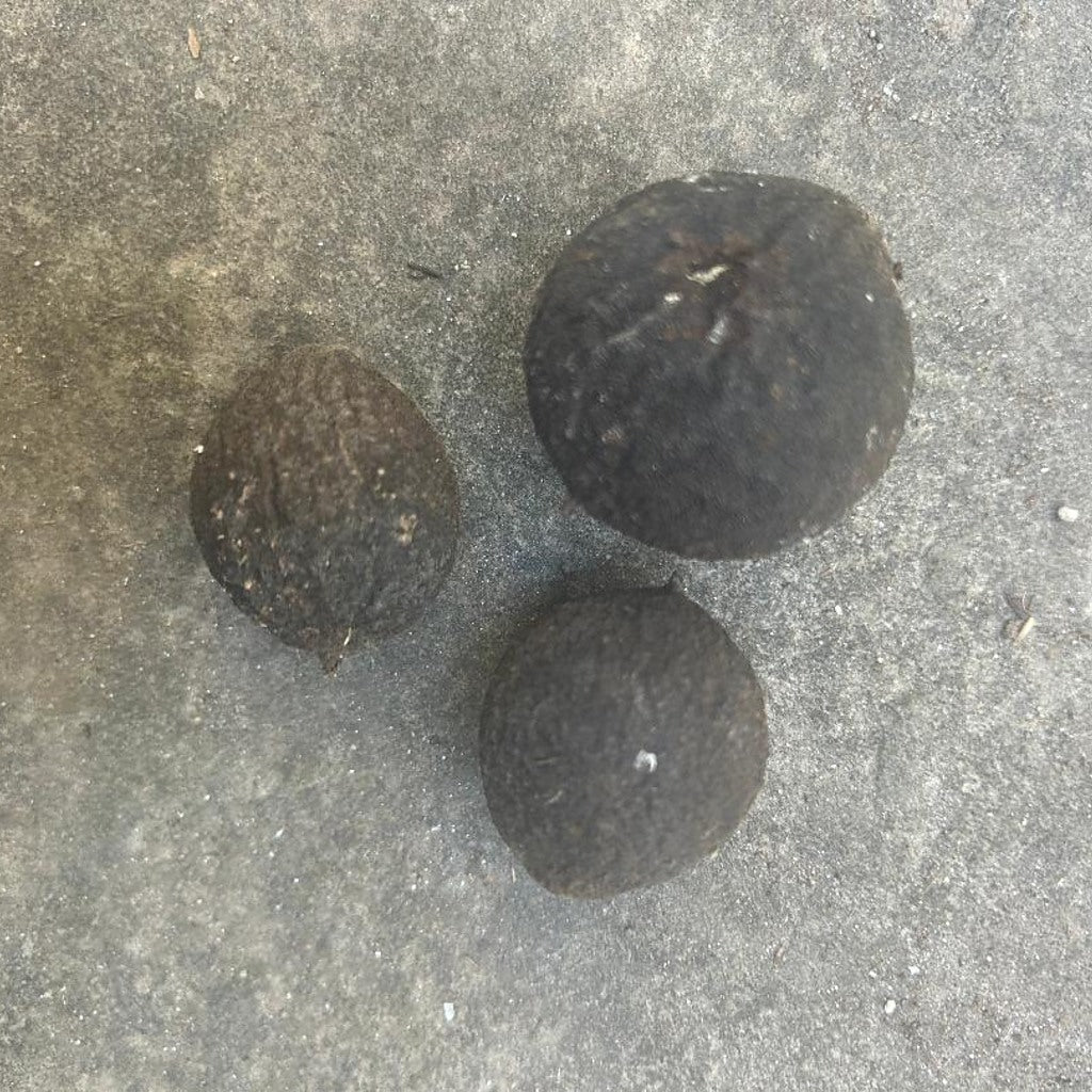 Organic Black Walnuts in Hulls for Ritual Baths - Set of 3, Natural Wellness