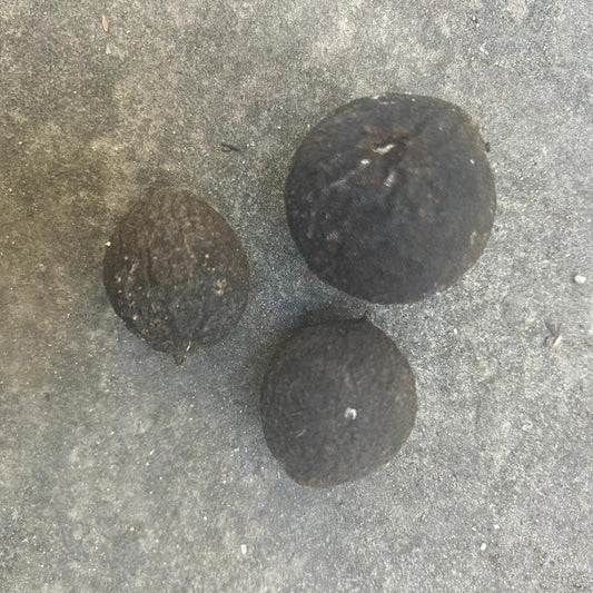 Set of 3 organic black walnuts in hulls from Steep Hill Garden, natural materials for ritual baths, showcasing whole walnuts in their shells.