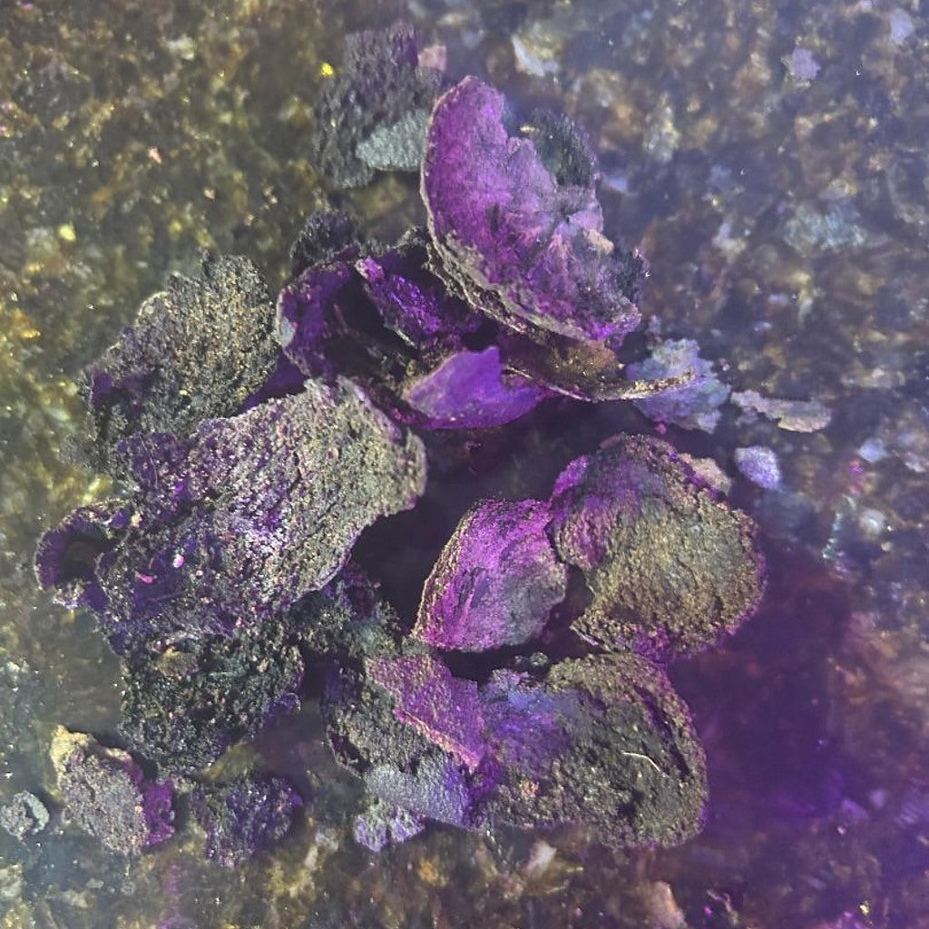 Set of 3 organic black walnuts in hulls from Steep Hill Garden, natural materials for ritual baths and wellness practices.