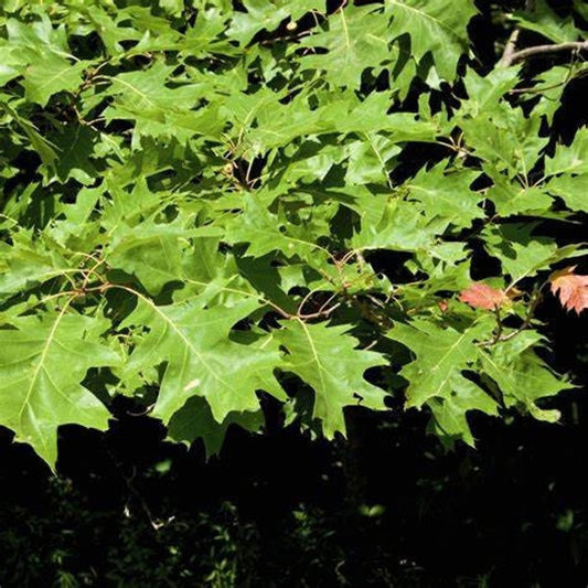 Potted Northern Red Oak tree displaying vibrant fall red leaves, suitable for full to part sun in zones 3-8.