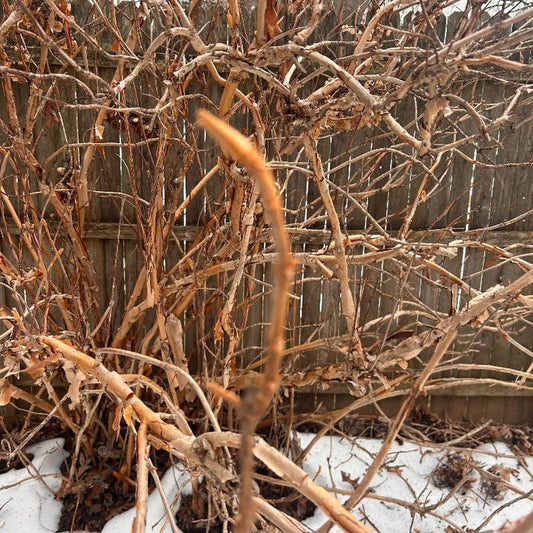 Oakleaf Hydrangea (Hydrangea quercifolia) stem cuttings, hardwood shrub branches, native garden plant, from Steep Hill Garden.