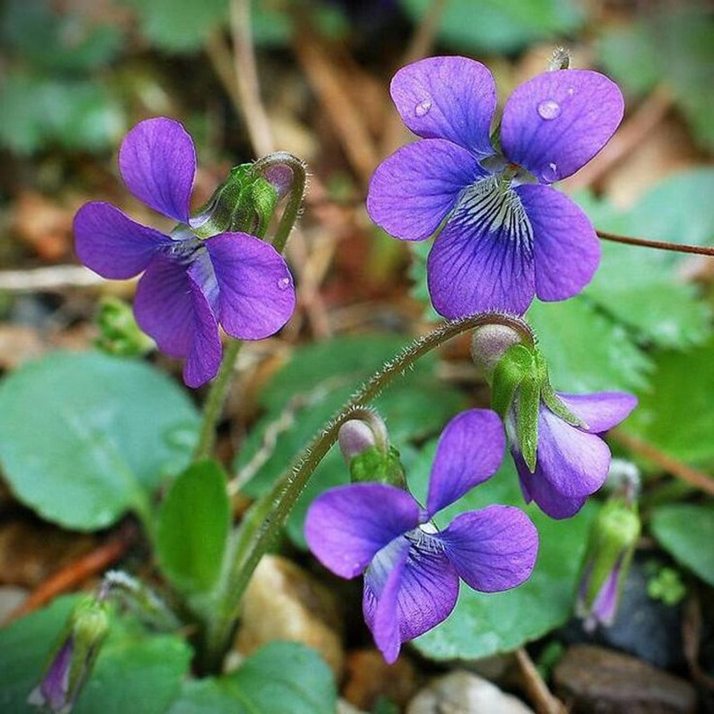 Native Purple Violet Live Plant – Viola sororia – Native Shade Groundcover – Zones 3–8