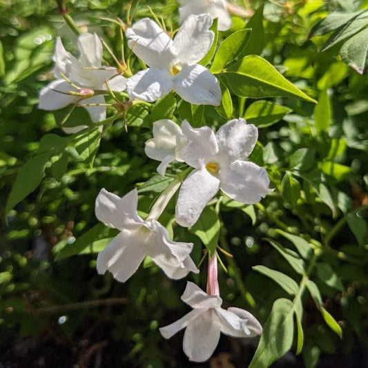 Hardy jasmine live plant with fragrant white flowers, Jasminum officinale, a perennial flowering vine from Steep Hill Garden.