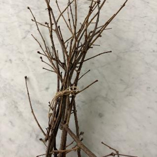 Hazelnut Twigs – Crafting, Floral & Ritual Bundles