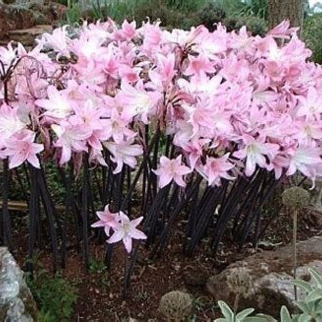 Naked Ladies Bulbs – Belladonna Lily & Resurrection Lily (3 Bulbs)