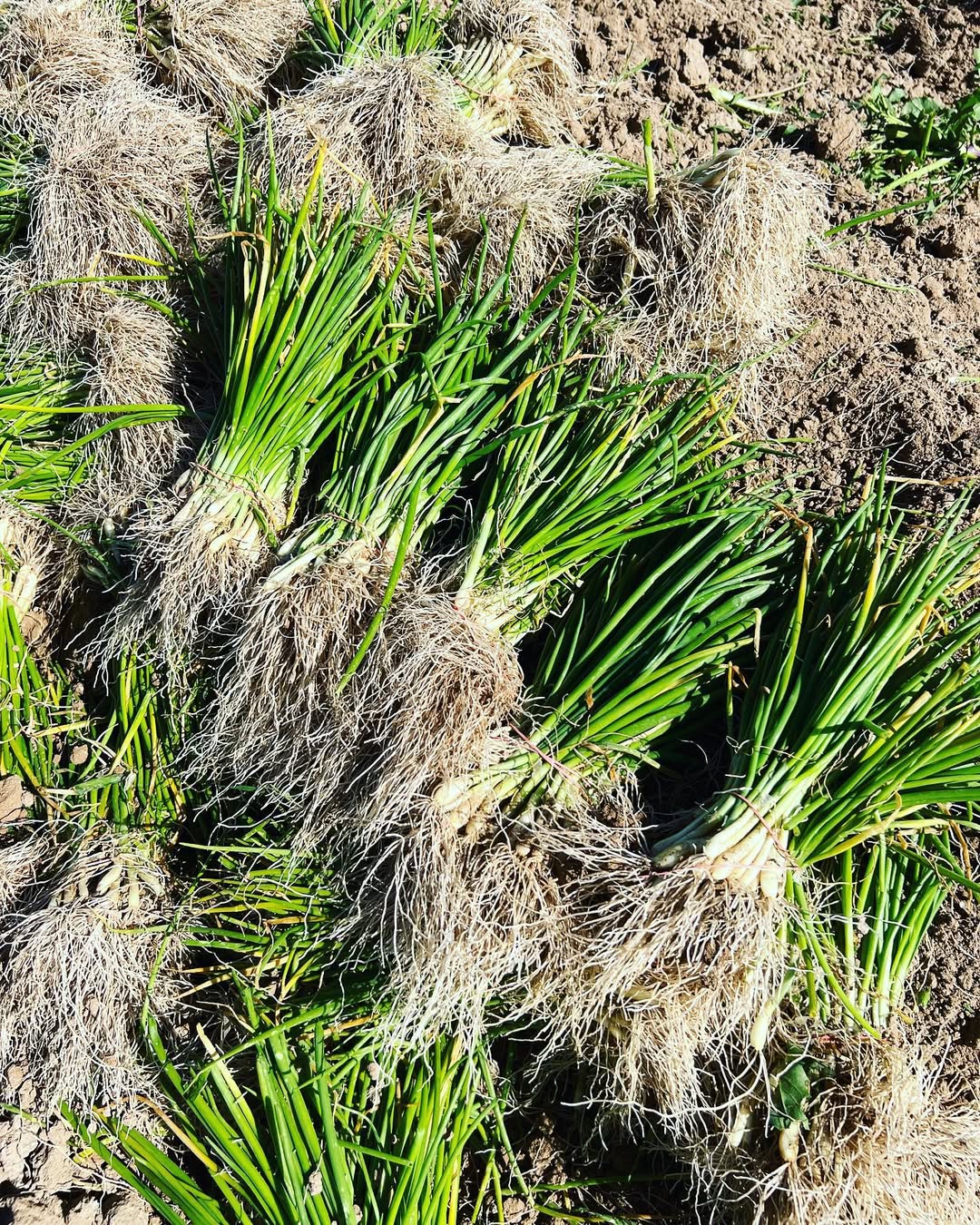 Intermediate Day Onion Bundle from The Farm On Central featuring fresh, large onions with green tops and vibrant roots.