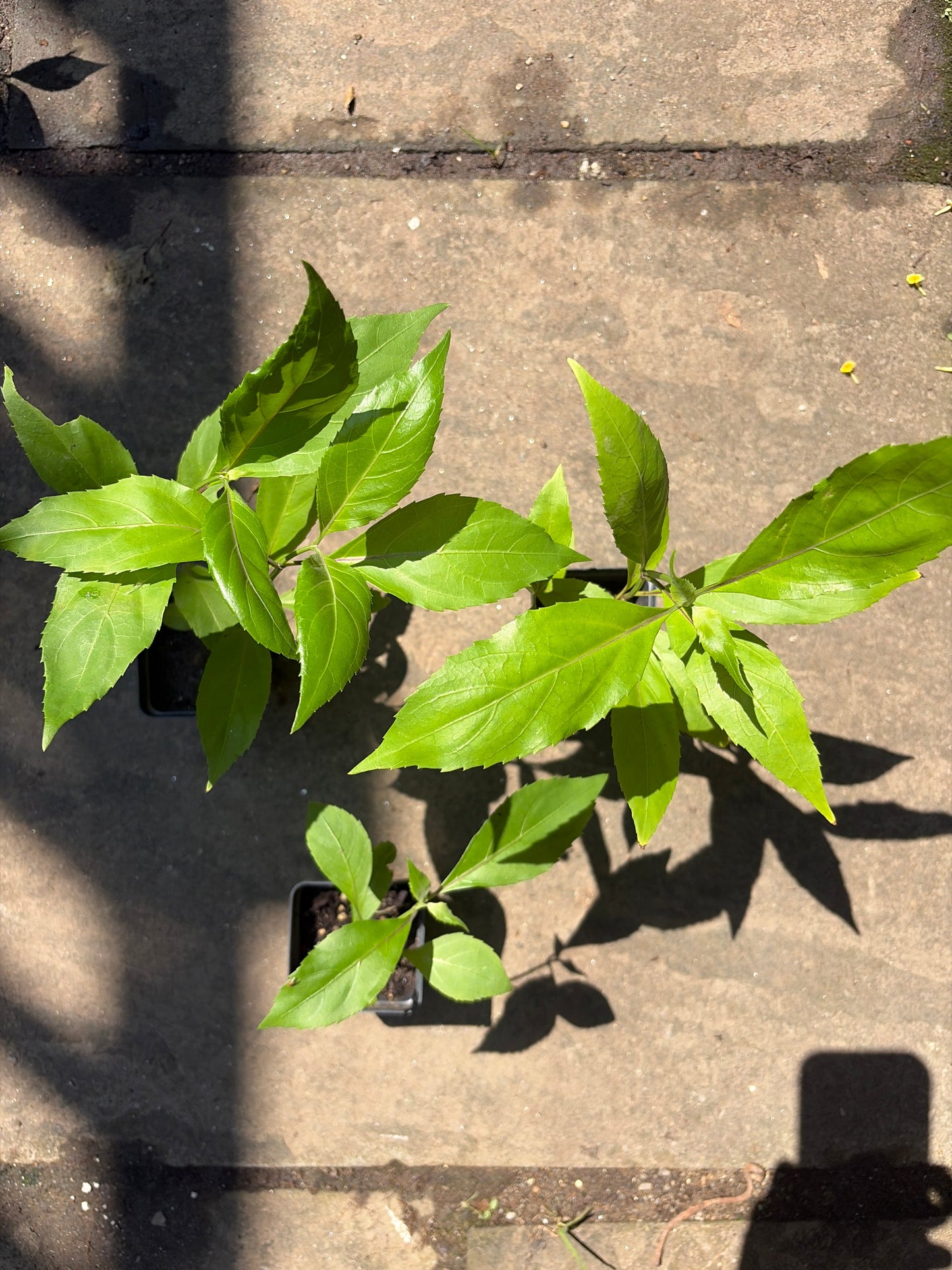 Belize Sage Live Plant (Salvia miniata) – Hummingbird & Pollinator Perennial, Zones 9–11