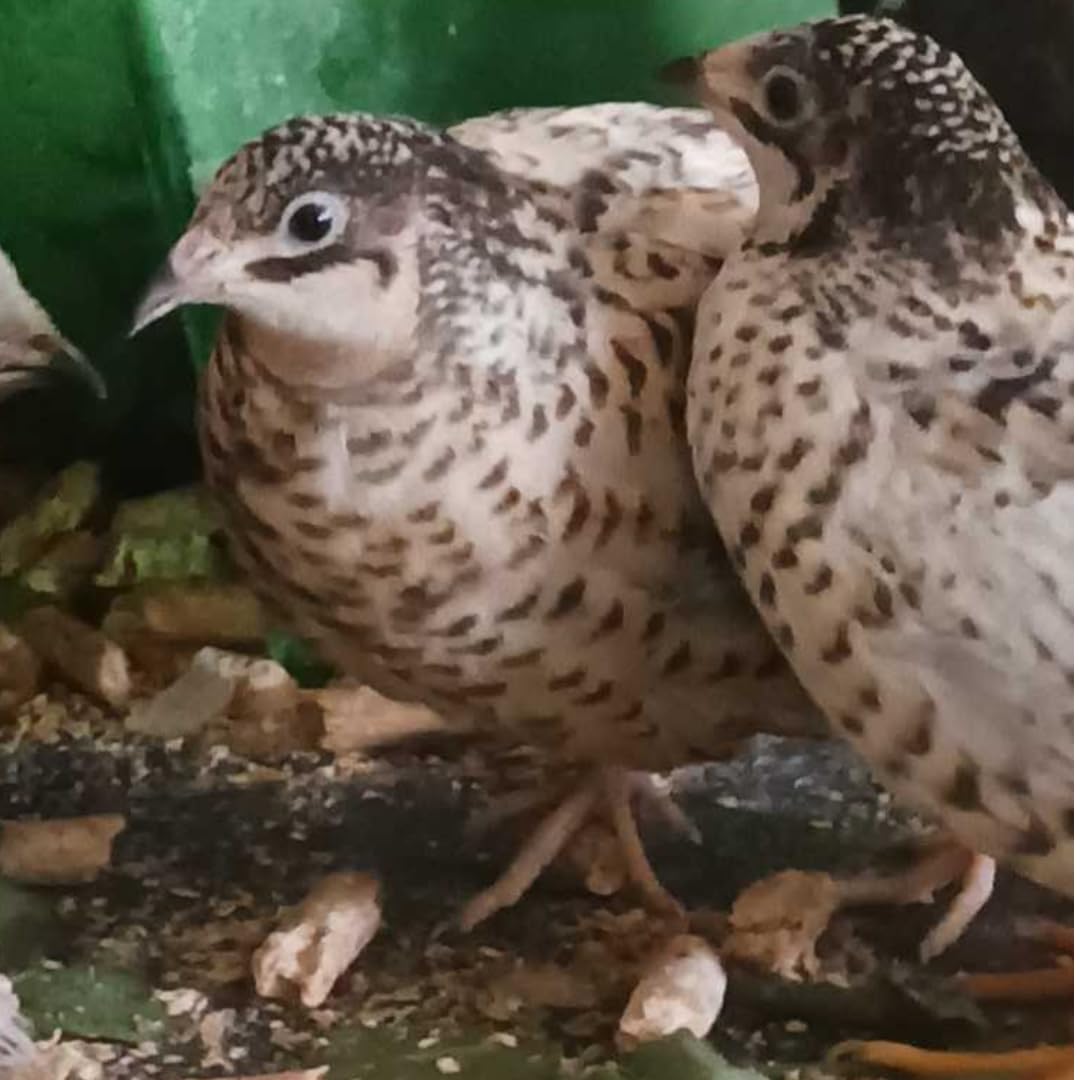 Button quail eggs for hatching, displayed in a small carton, from Quailz.com by Undique LLC