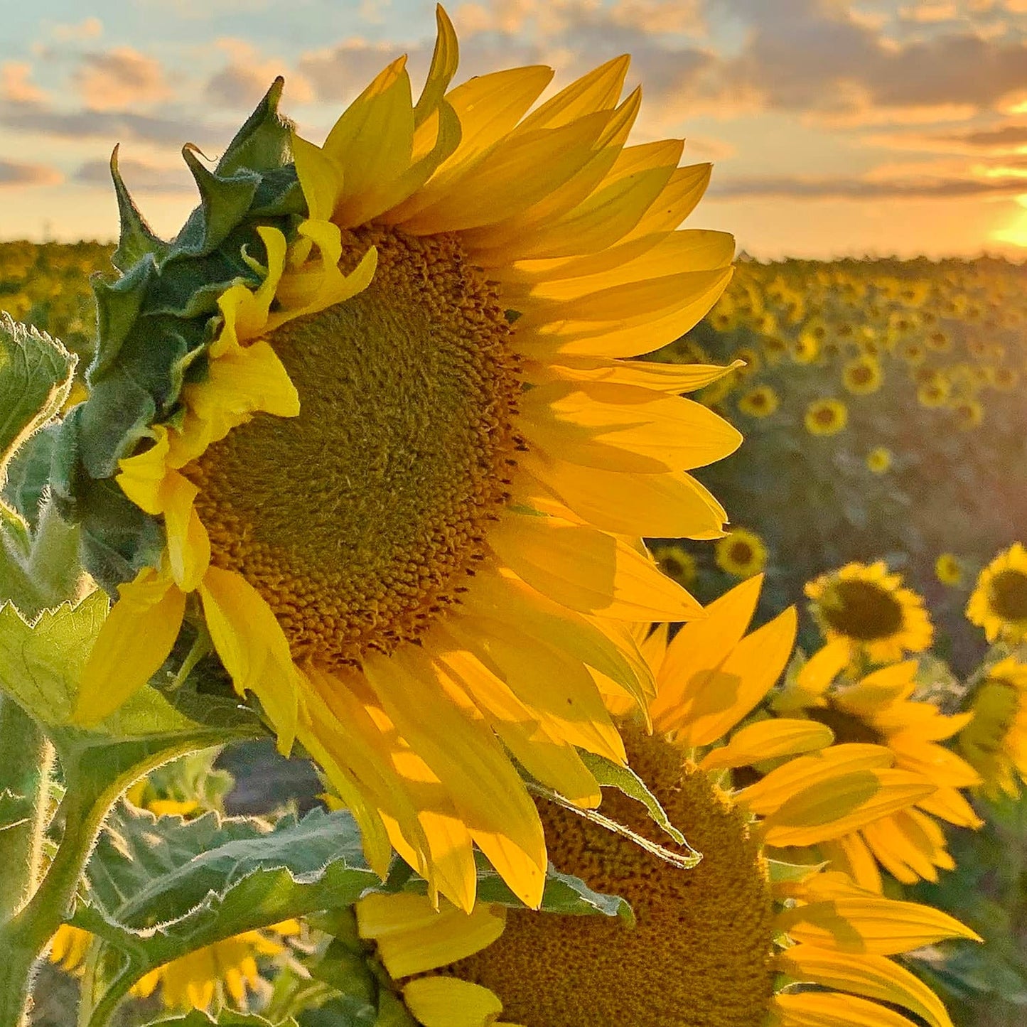 BuyNebraska sunflower oil pack of 3 bottles, 16 oz each, non-GMO, gluten-free, vegan cooking oil with sunflower seeds.
