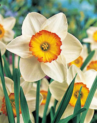 Large cupped daffodil flower from BloomingBulb with vibrant yellow petals and green stems in full bloom.