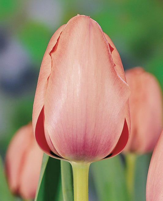 Salmon Impression Darwin Hybrid Tulip bulbs from BloomingBulb, showcasing vibrant orange-pink flower buds ready for planting.