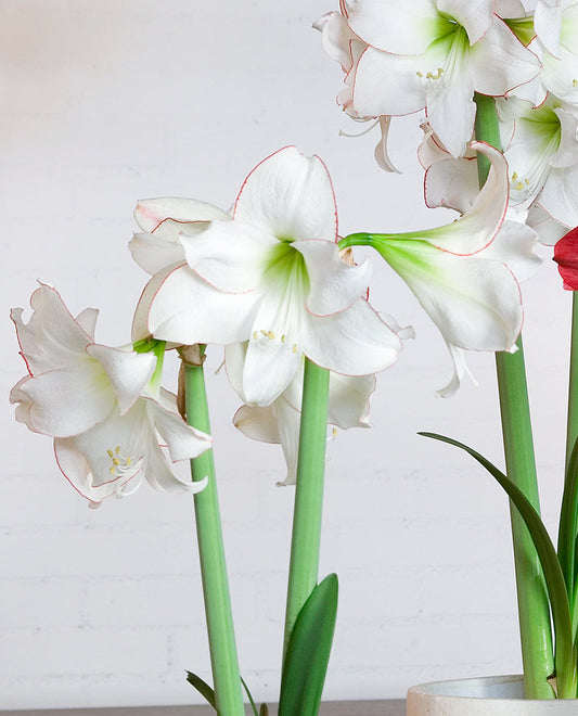 BloomingBulb Picotee Amaryllis bulb, 22-26 cm, showing vibrant red and white petals with green leaves.