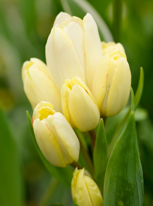 Colorful Candy Club Multiflowering Tulip bulbs from BloomingBulb, showcasing vibrant tulip flower buds ready to bloom.