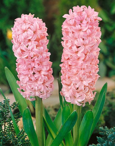 BloomingBulb Anne Marie Hyacinth with 10 bulbs, vibrant purple flowers, and green leaves in full bloom.