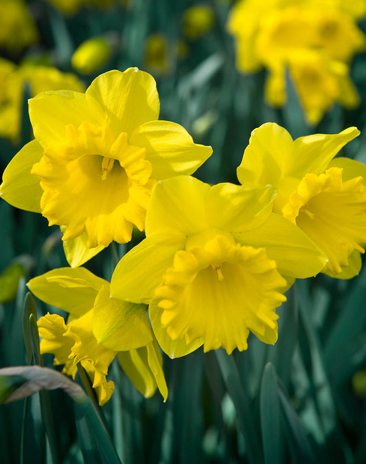 BloomingBulb Dutch Master Trumpet Daffodil bulbs in bloom, showing vibrant yellow trumpet-shaped flowers and lush green foliage.