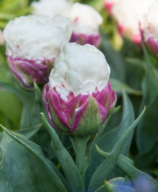 BloomingBulb Ice Cream Double Late Tulip bulbs, showing vibrant, full-bloom tulip flowers with multiple petals in a garden setting.