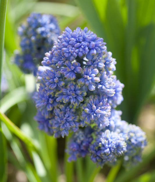 Blue Spike Muscari armeniacum bulbs from BloomingBulb, showing 10 vibrant bulbs with blue flower spikes ready for planting.