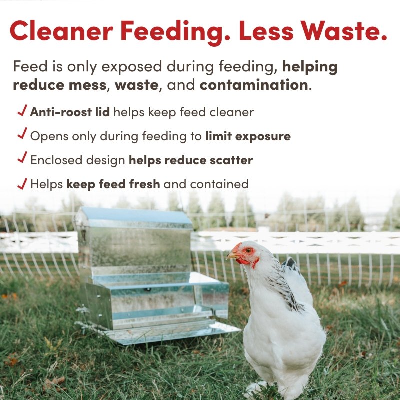 RentACoop 40 lb automatic treadle chicken feeder with metal construction, designed to prevent pests and ensure easy feeding.