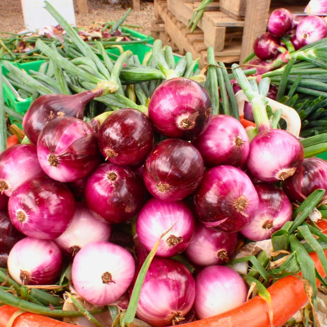 Redwing Onion Plants from The Farm On Central, healthy green onion seedlings ready for planting.