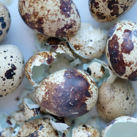 Close-up of Quail PlantShellz, the natural plant nourishment for houseplants, showing its organic texture and application process.