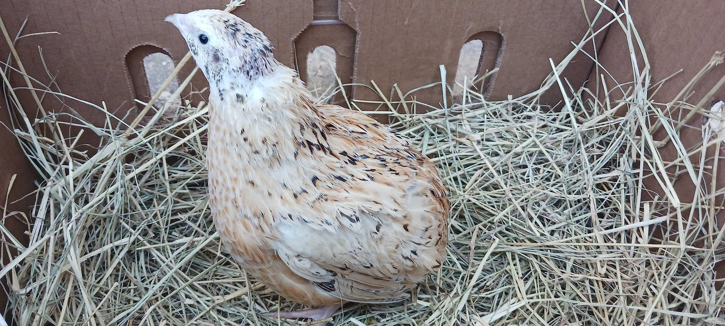 Jumbo Italian Quail hatching eggs from Quailz.com by Undique LLC, showing four speckled eggs on a neutral background.