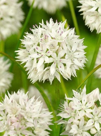 BloomingBulb Graceful Beauty® Allium bulb with vibrant purple flower heads and green stems, shown in a garden setting.