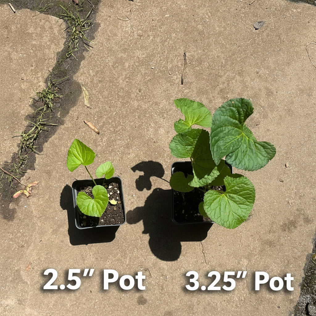 Black Square Plastic Pots - 25 Count, 2.5"-3.25", Plant Propagation & Nursery