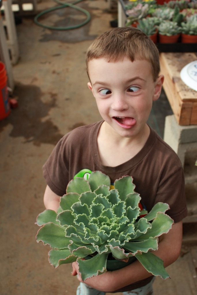 Large 6-inch Echeveria succulent hybrid from The Succulent Source with rosette-shaped, pastel green leaves and a compact growth habit.