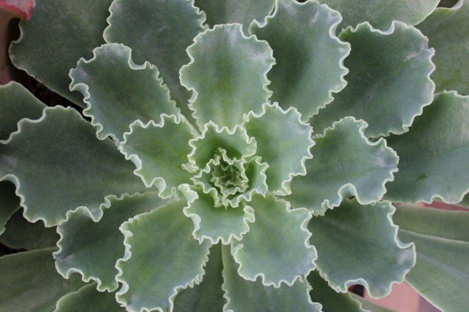 Large 6-inch Echeveria succulent hybrid from The Succulent Source with rosette-shaped, pale green leaves and a compact growth habit.