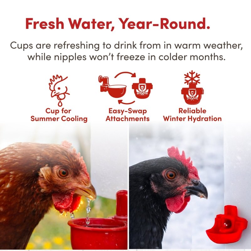 RentACoop 2-gallon highrise chicken waterer with auto-fill cups and horizontal nipples for clean, easy hydration.