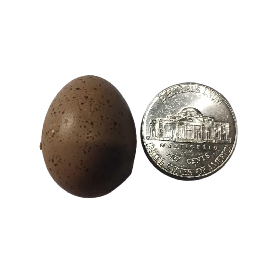 Button quail eggs for hatching from Quailz.com by Undique LLC, showing a close-up of small, speckled eggs suitable for incubation.