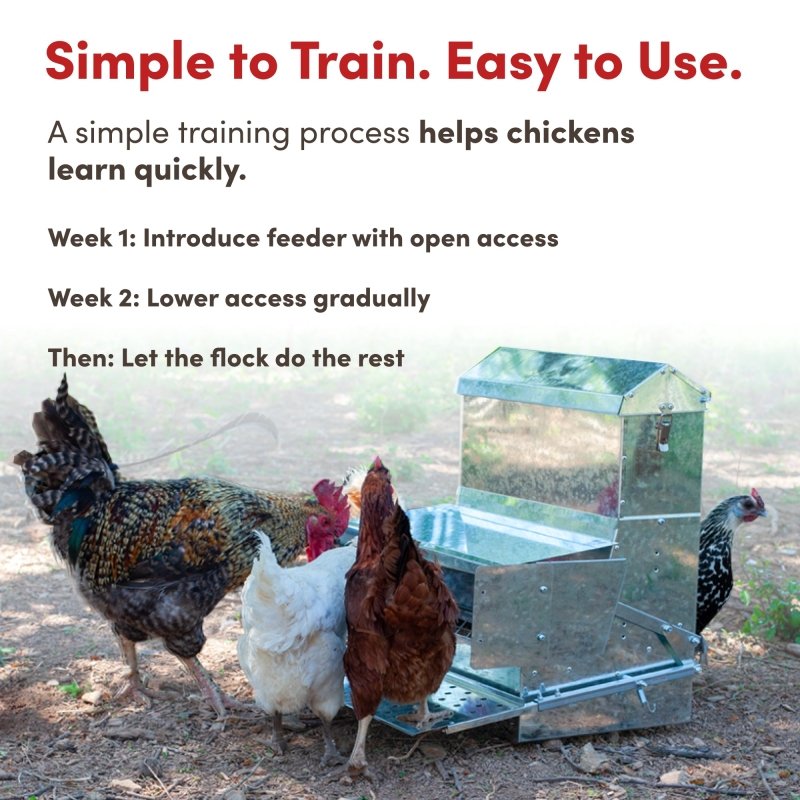 RentACoop 40 lb automatic treadle chicken feeder with metal construction and sliding door for easy feed access.