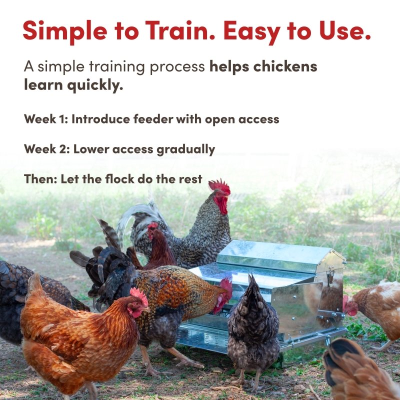 RentACoop automatic metal treadle chicken feeder with 25lb capacity, designed for easy feeding and durable outdoor use.