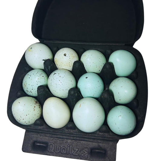Hollowed celadon quail eggs for crafts, set of 10, natural eggs with smooth greenish-blue shells, from Quailz.com by Undique LLC