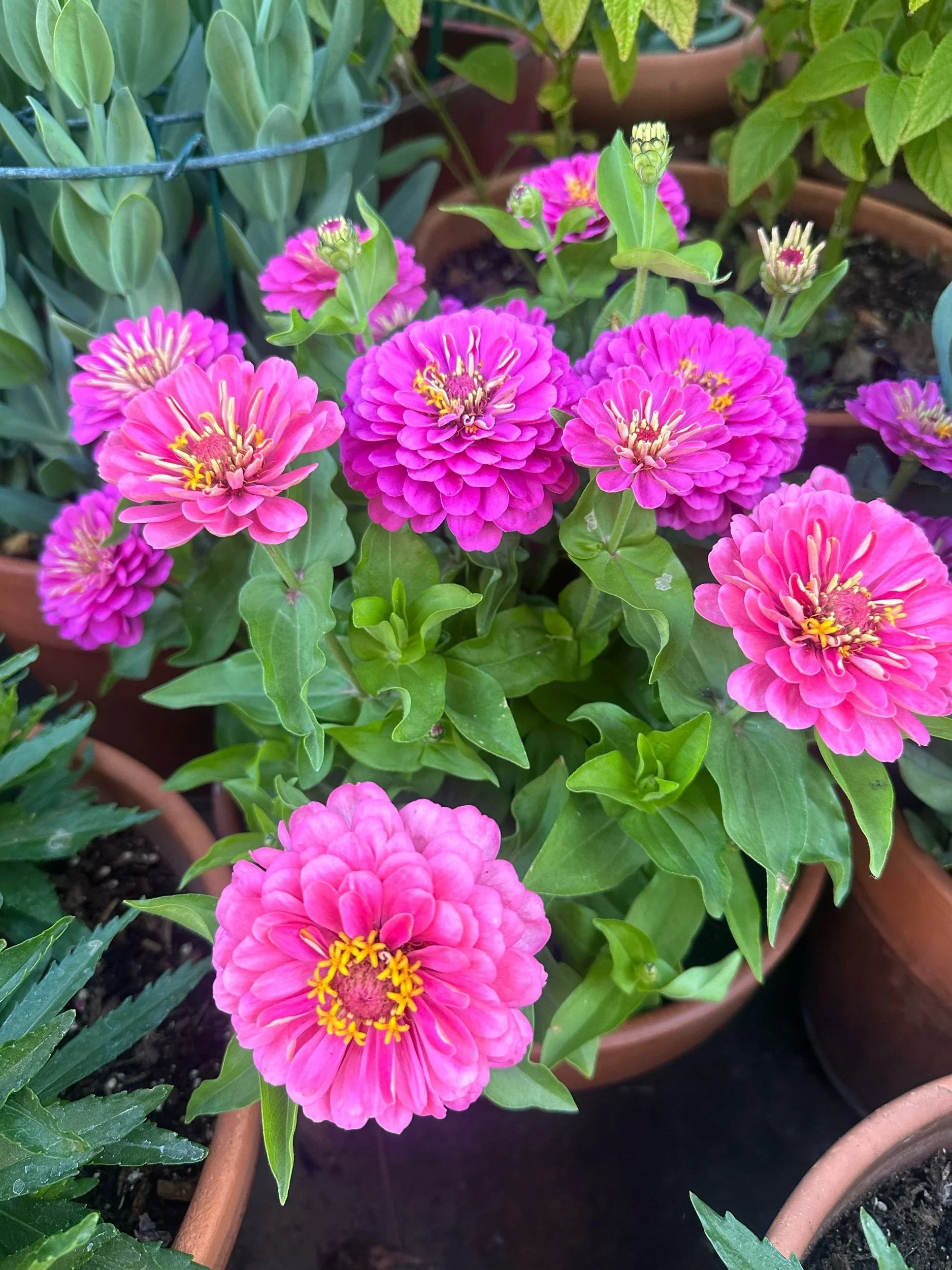 Zinnia Dreamland Pink seeds from John's Plant Adventures, ready for planting, showcasing vibrant pink flower seed packets.