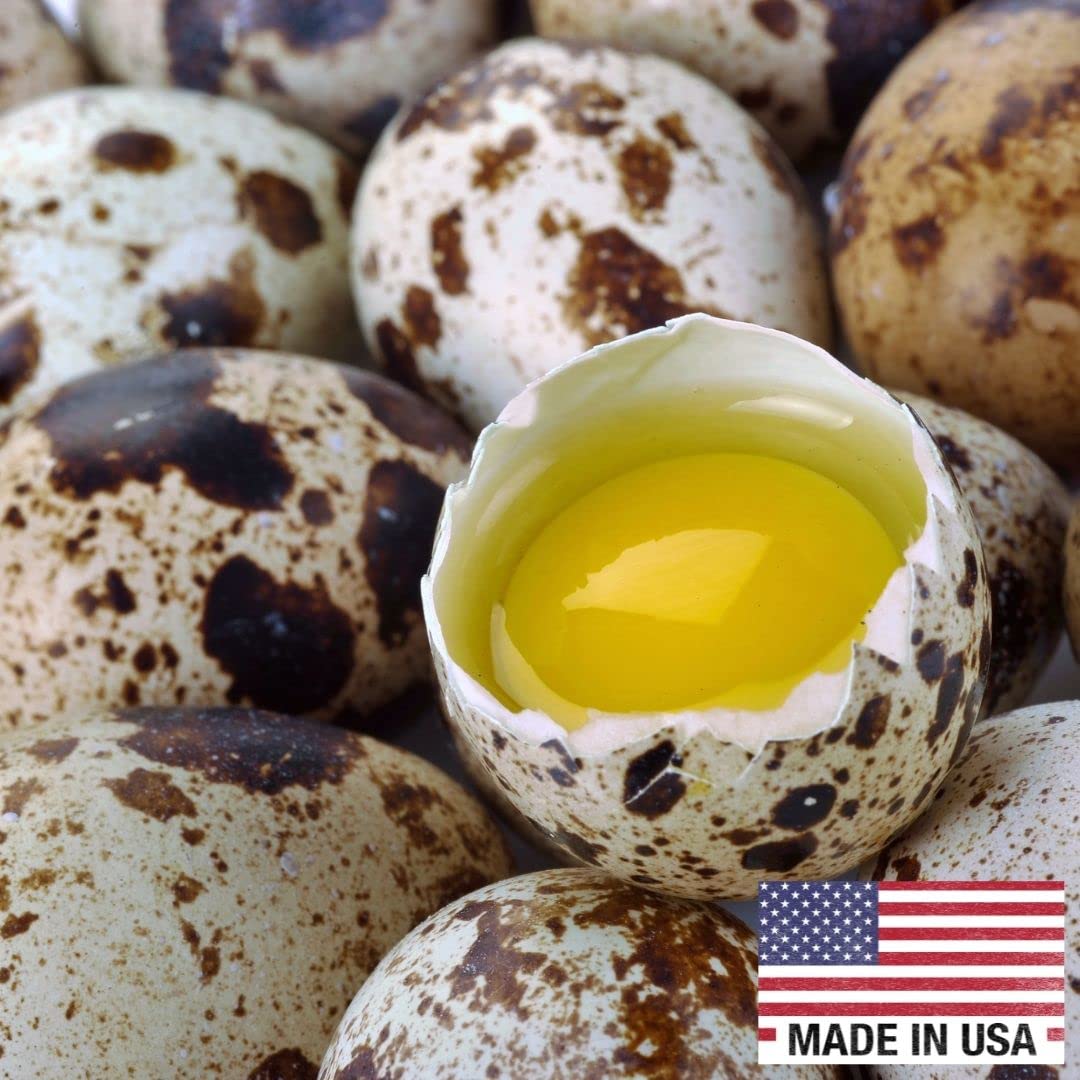 Fertile Coturnix quail eggs for hatching, sourced from family farms, AI and NPIP certified, farm fresh with minimal breakage.