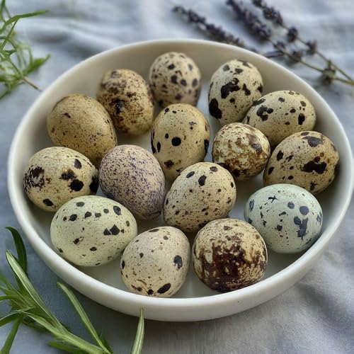 Fertile Coturnix quail hatching eggs in a carton, sourced from family farms, ideal for incubation and sustainable egg hatching.