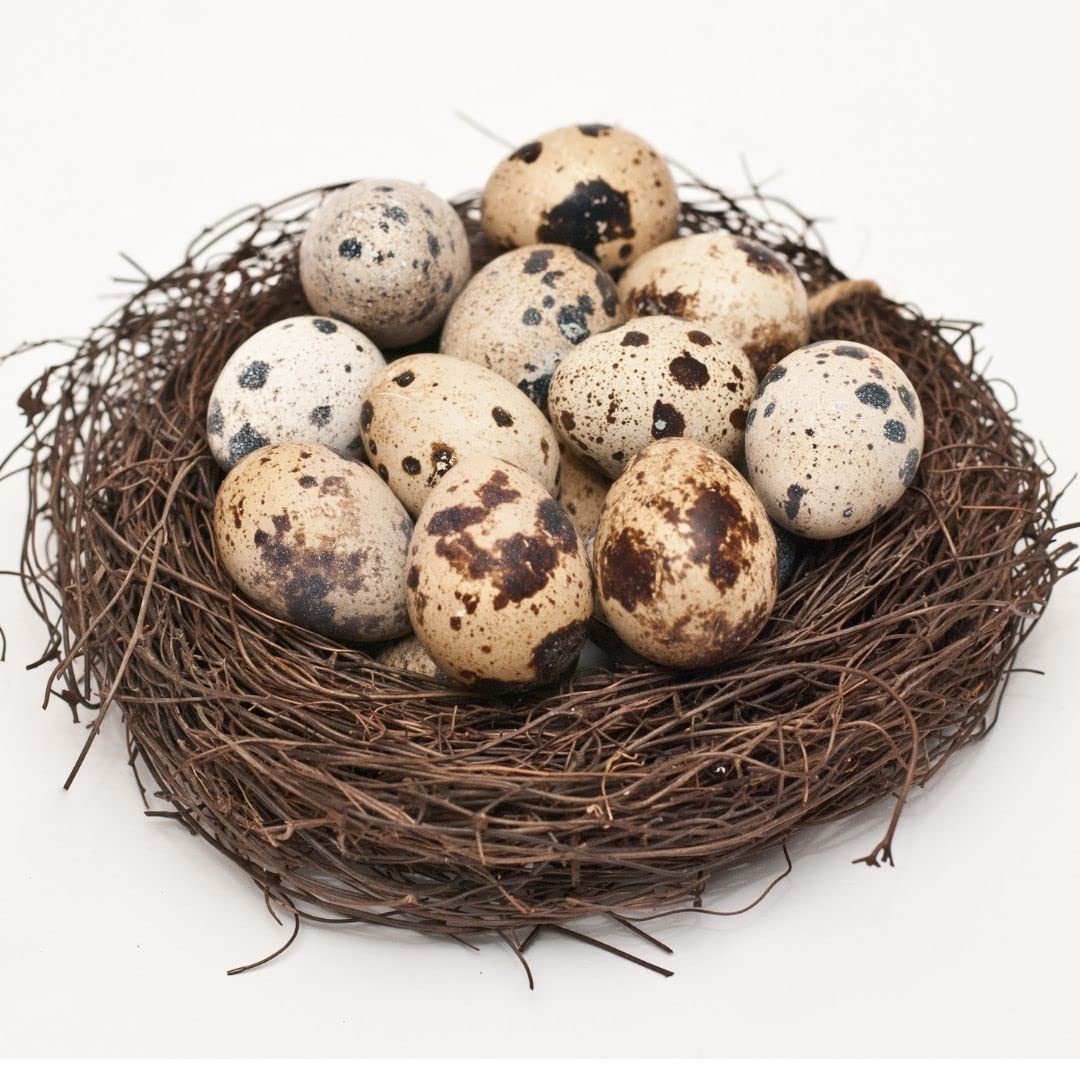 Fresh quail eggs laid in the US, small and speckled, displayed in a carton for cooking or baking purposes.