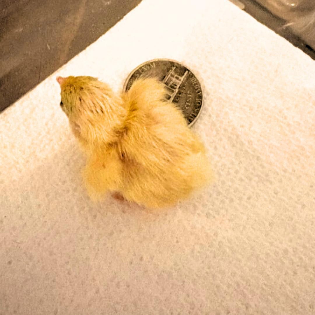 Button quail eggs for hatching, small brown eggs laid by Button Quail, displayed in a container, from Quailz.com by Undique LLC
