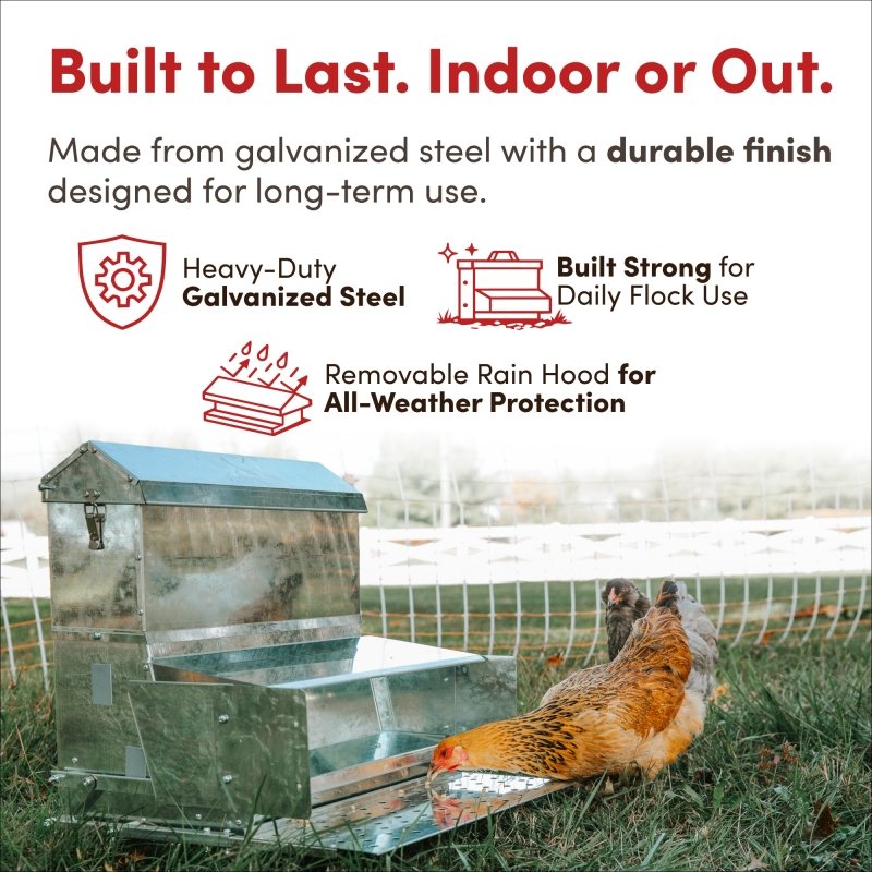 RentACoop 40 lb automatic treadle chicken feeder showing a large metal container with a treadle platform for poultry feeding