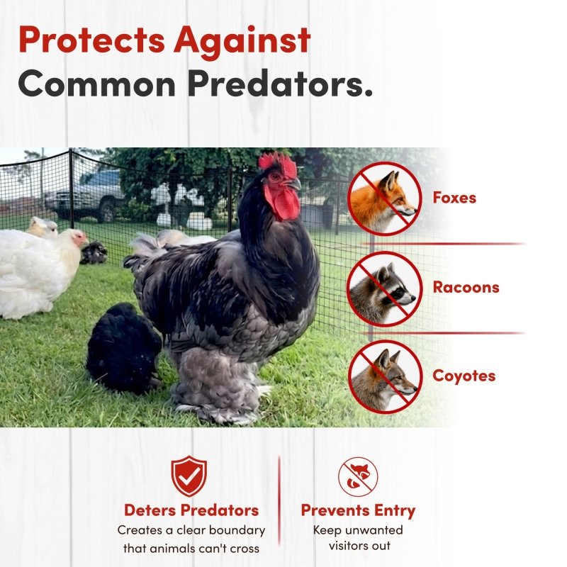 RentACoop black non-electric boundary fence for chicken enclosures, featuring sturdy mesh panels and secure corner connectors.