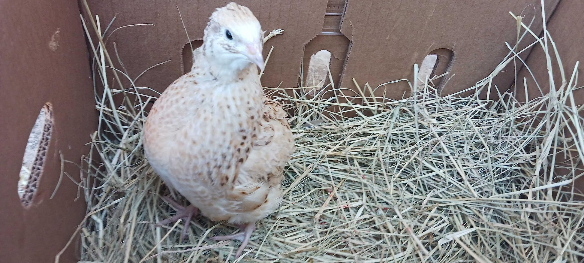 Jumbo Italian Quail hatching eggs from Quailz.com by Undique LLC, showing smooth brown eggs on a white background.