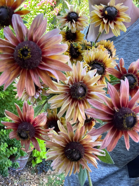 John's Plant Adventures Rudbeckia Sahara seeds in a packet, ready for planting bright yellow flowers