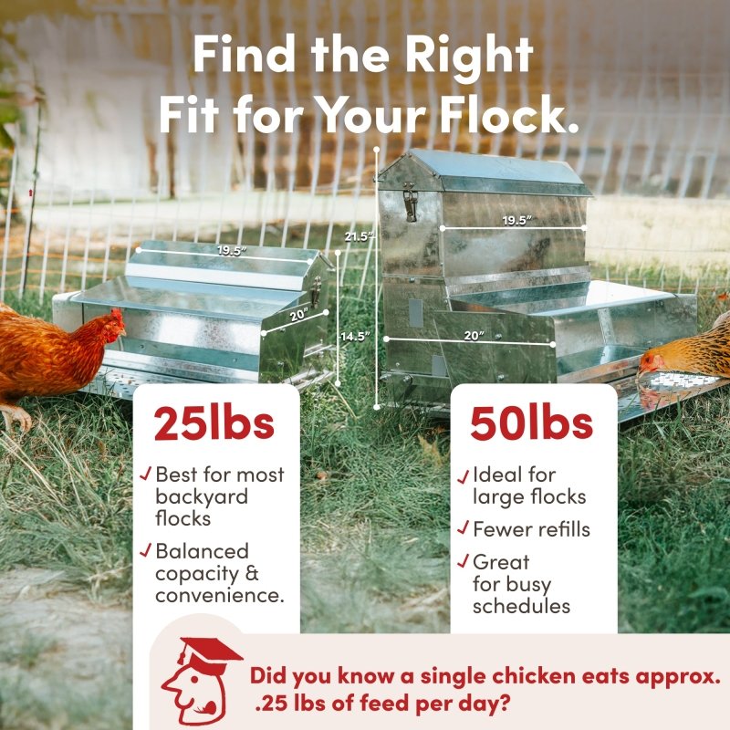 RentACoop 40 lb automatic treadle chicken feeder with durable metal design for easy, mess-free feeding of backyard poultry.