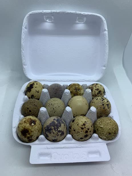 Red Range Coturnix Quail hatching eggs from Quailz.com by Undique LLC, showing smooth, reddish-brown eggs in a natural setting.