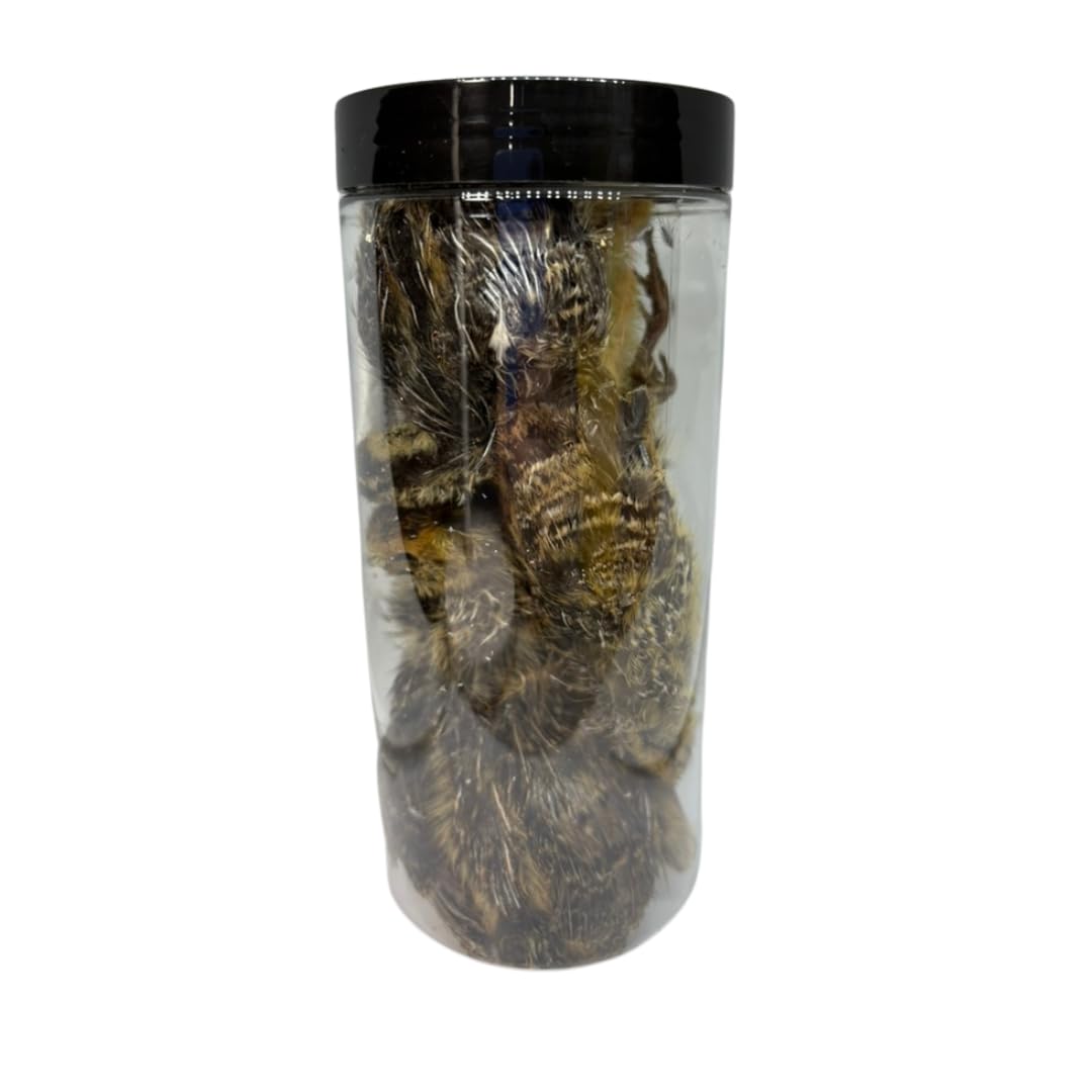 Large freeze-dried whole quail treats for dogs from Quailz.com, natural prey-style protein treat for training and rewards.